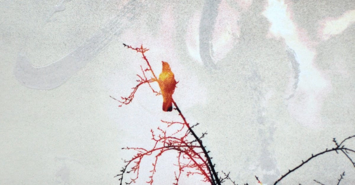 Экослот Hot Chilli символ ответственного гейминга для поколения Z