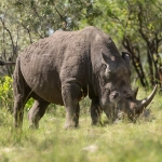 Great Rhino Deluxe экослот для поколения Z