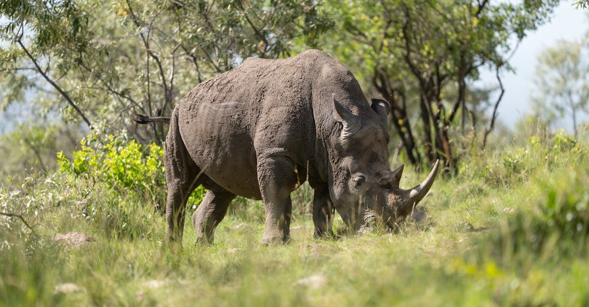 Great Rhino Deluxe экослот для поколения Z