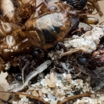 Геймификация экологии через призму популярных игровых механик