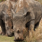 Экологические программы лояльности в онлайн-казино для поколения Z